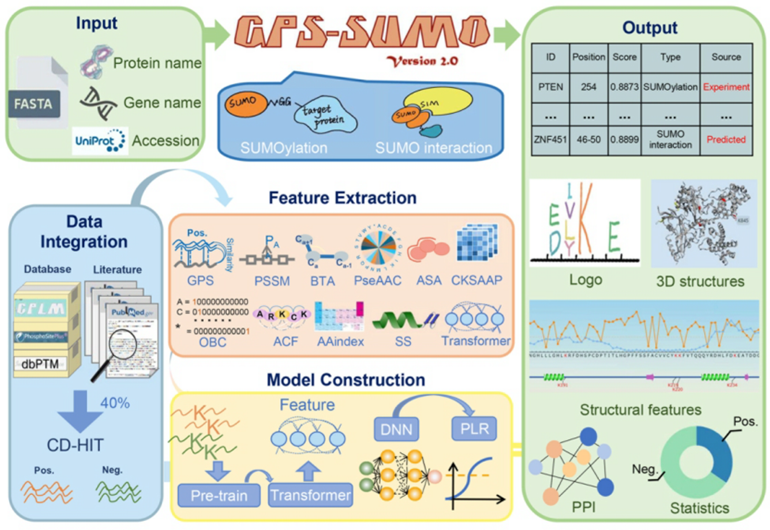 Research progress on the prediction tool of SUMOylation sites and SUMO-interacting motifs