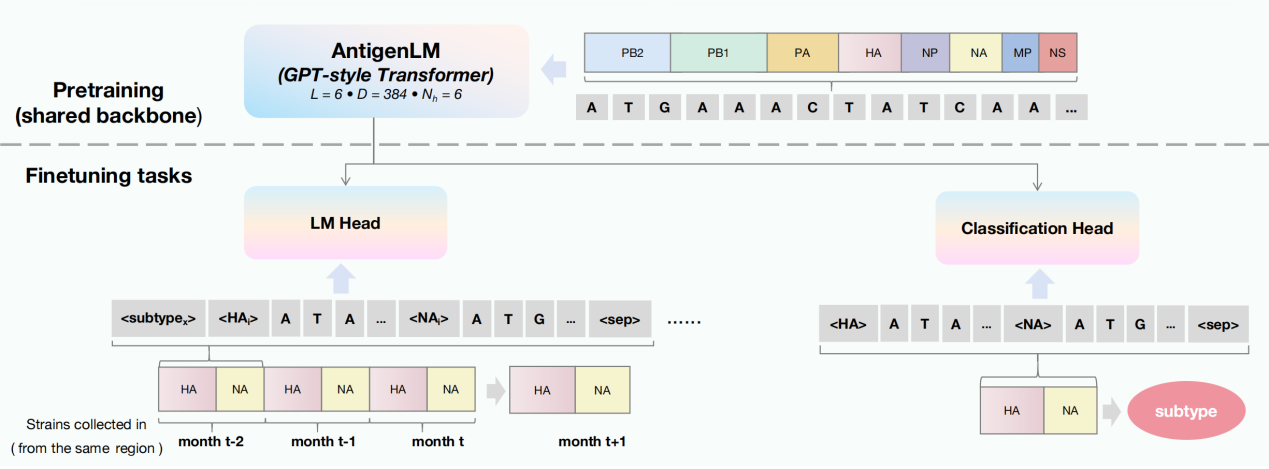 CNIC has made new progress in Influenza Genome Language Model Research